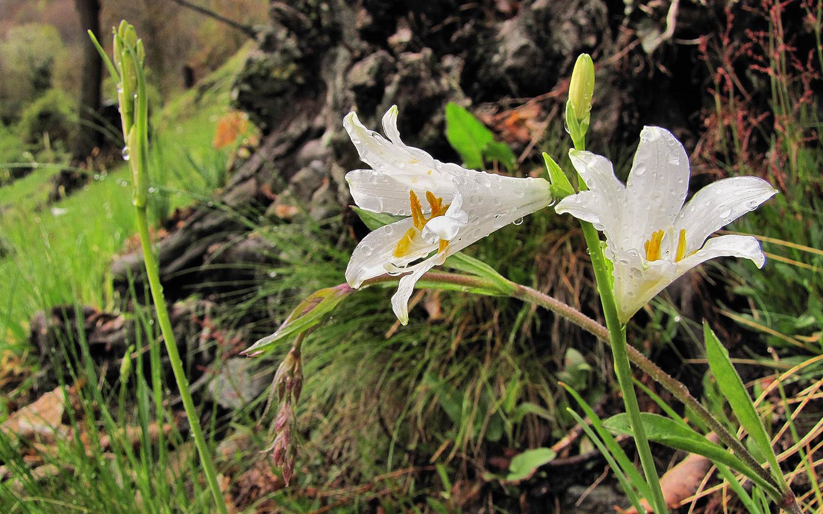 fioriture...di primavera